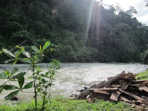 The view of the river and jungle