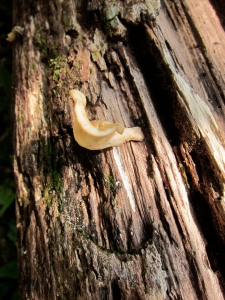 Mushrooms on Wood